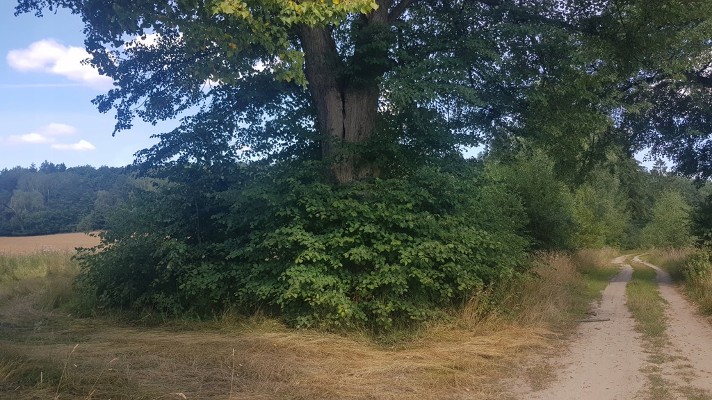 942864fe4df5b26546bde00d56f6